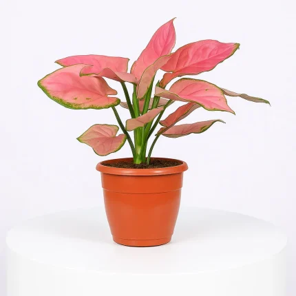Pink Aglaonema Plant in Grower Pot