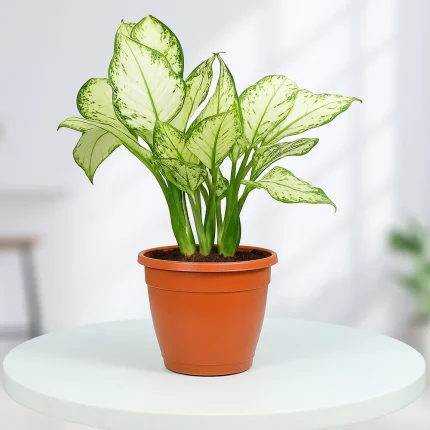 Snow White Aglaonema Plant in Grower Pot