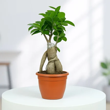 Ficus Bonsai Plant in Grower Pot