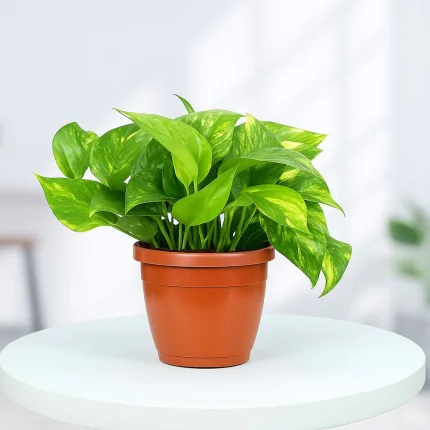 Green Money Plant in Grower Pot