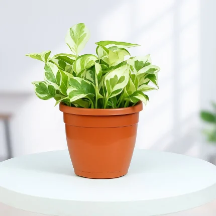 Marble Queen Money Plant in Grower Pot