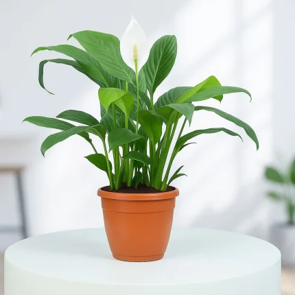 Peace Lily Plant in Grower Pot