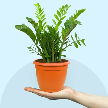 ZZ Plant in Grower Pot