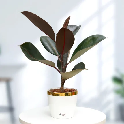 Rubber Plant