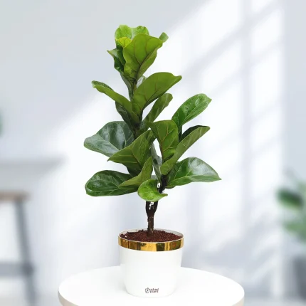 Fiddle Leaf Fig Plant (Ficus Lyrata)