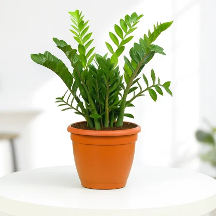 ZZ Plant in Grower Pot