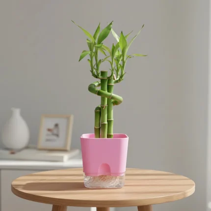 Aquaflow Self Watering Pot