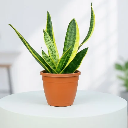 Snake Plant in Grower Pot