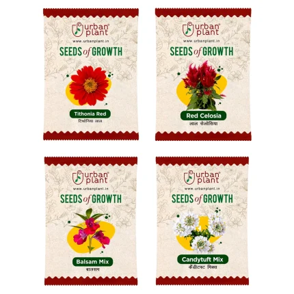 Tithonia, Celosia, Balsam, Candytuft Flower Seeds - Bundle of 4 Packet