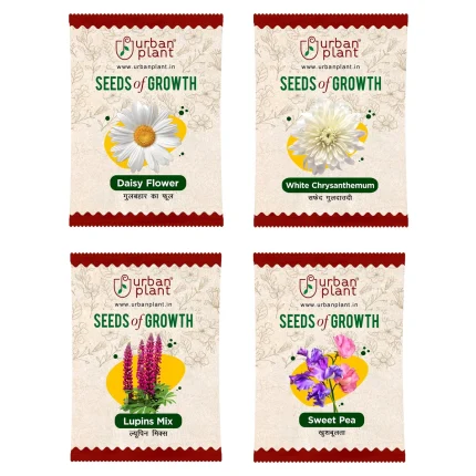 Daisy, Chrysanthemum, Lupins, Sweet Pea Flower Seeds - Bundle of 4 Packet
