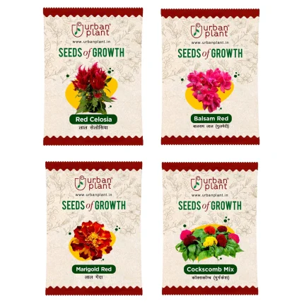 Candytuft, Chrysanthemum, Cosmos, Gypsophila Flower Seeds - Bundle of 4 Packet
