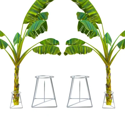 Urban Plant Banana Stand Holder for Pooja (Pack of 2)