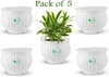 Matki Pot 5" (Set of 5)