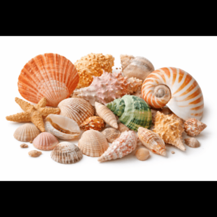 Sea shells (1kg)