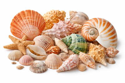 Sea shell
