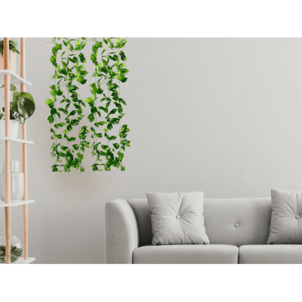 Money Plant Vine (Set of 3)