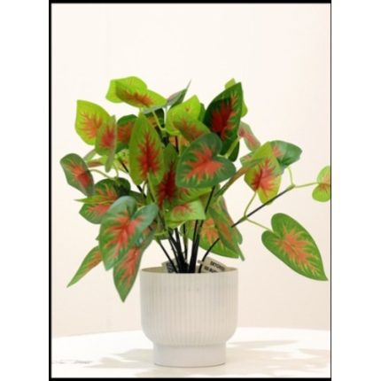 Caladium Bicolor Plant (Set of 4)