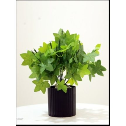 Terrarium Plant (Set of 4)