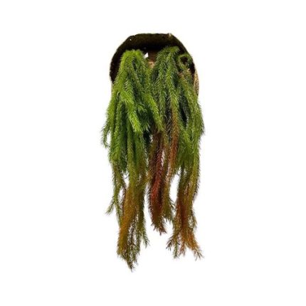 Artificial Asparagus Vine Stick (Set of 2)