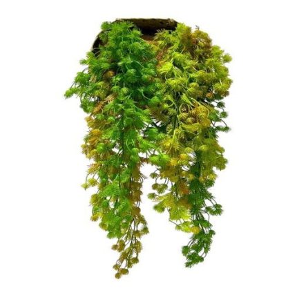 Artificial Pine Fern Vine (Set of 2)
