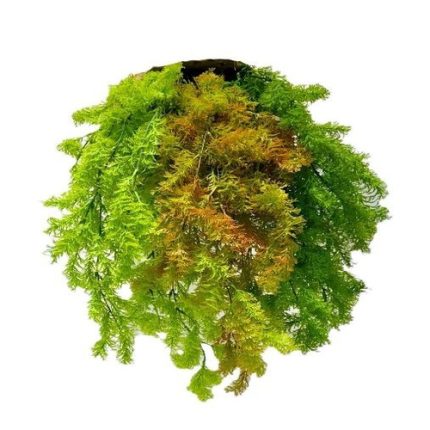 Artificial Moss Fern Vine (Set of 2)