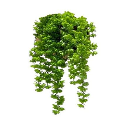 Artificial Succulent Vine (Set of 2)