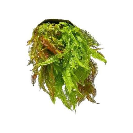 Artificial Dual Fern Vine (Set of 2)